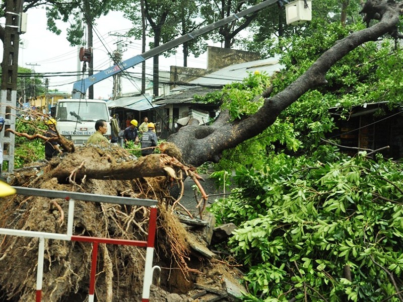 Phần gốc cây có ít rễ, trong khi tán cây khá um tùm.